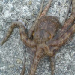 アオイソメでちょい投げ+オクトパッシング