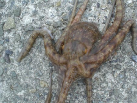 アオイソメでちょい投げ+オクトパッシング