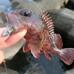 福井県でキジハタ・カサゴ・メバルを釣る！ルアーキャスティング＆スイミング穴釣りゲーム