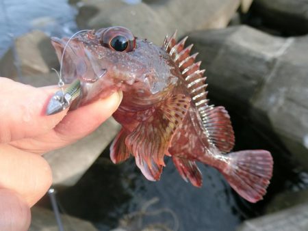 福井県でキジハタ・カサゴ・メバルを釣る！ルアーキャスティング＆スイミング穴釣りゲーム