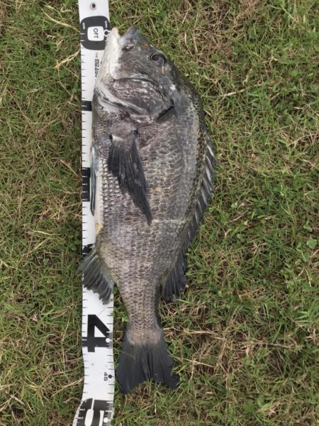 イチノ兄弟、釣果！