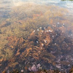 ショアジギング