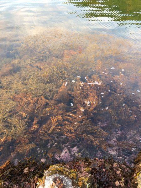 ショアジギング