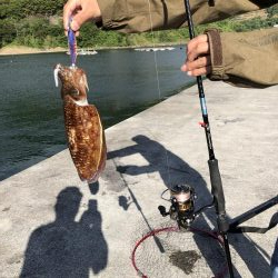アオリイカ狙いからの…