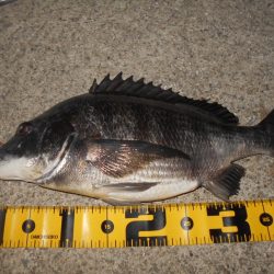 増水中の淀川調査