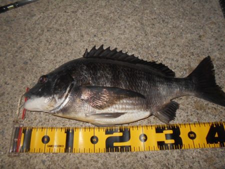 増水中の淀川調査