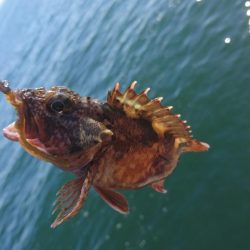 キャロダートでデイゲーム