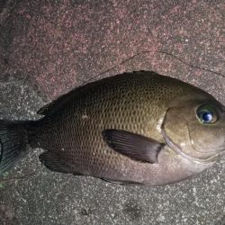 バラエティ豊富