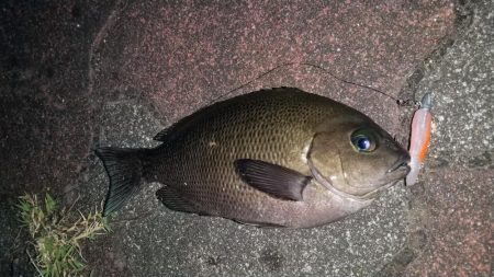 バラエティ豊富