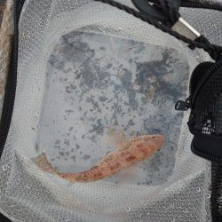 雨のちショアジギ