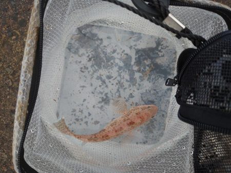 雨のちショアジギ