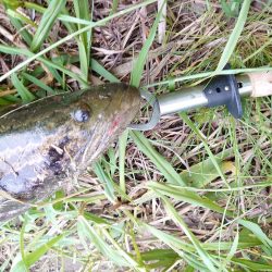 ナマズ狙いだったのに…