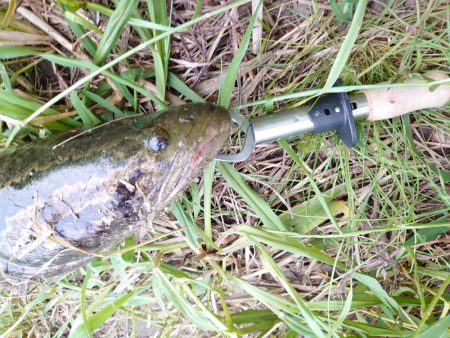 ナマズ狙いだったのに…