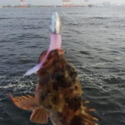 ガシラ11  小サバ3