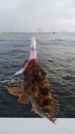 ガシラ11  小サバ3