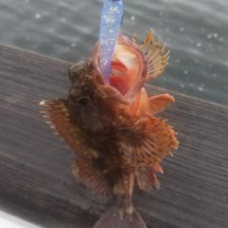 ガシラ30 小サバ10