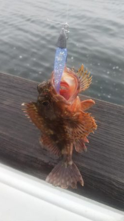 ガシラ30 小サバ10