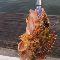 アコウ１ ガシラ39  小サバ１