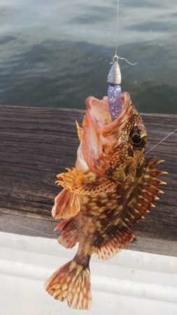 アコウ１ ガシラ39  小サバ１