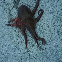 タコ釣り