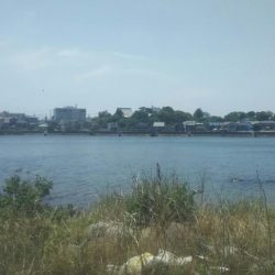 【河口キス】 本年調査始め