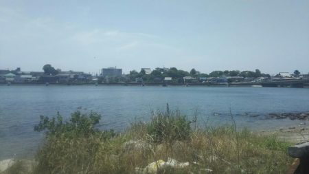 【河口キス】 本年調査始め