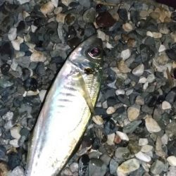 ショアフロートで弩級クロソイ