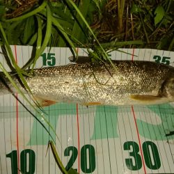 シーバス!シーバス!シーバス!