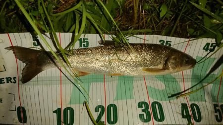 シーバス!シーバス!シーバス!