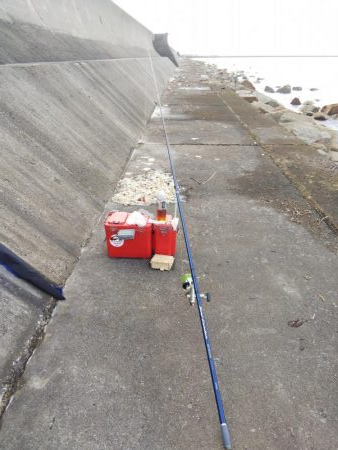 今年初のキスの引き釣り