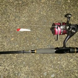 しごおわシーバス