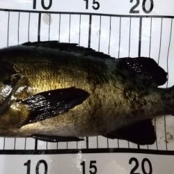 フロートメバリング