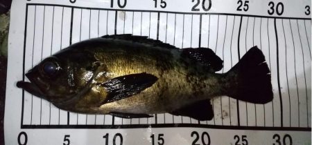 フロートメバリング