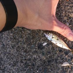 デカいのもいるやん!