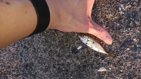 デカいのもいるやん!