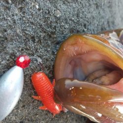 ロックフィッシュ狙い　キジハタ