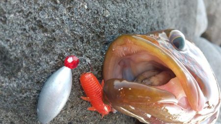 ロックフィッシュ狙い　キジハタ