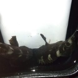 梅雨メバリング