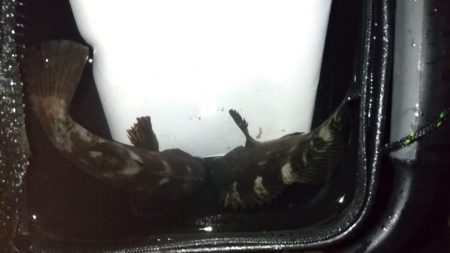 梅雨メバリング