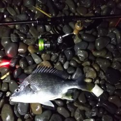 余ったイソメでキビレ釣り