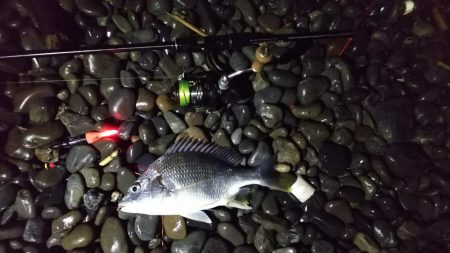 余ったイソメでキビレ釣り