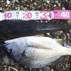 ボートキビレ&マゴチ