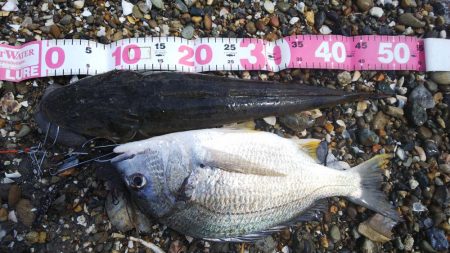 ボートキビレ&マゴチ