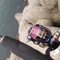 小サバしかいてない