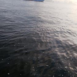 青物不発、小サバは湧いてる