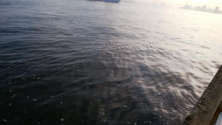 青物不発、小サバは湧いてる