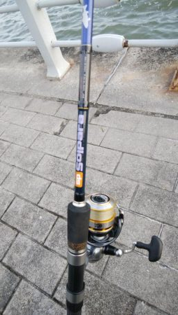 サバしか居てないやん