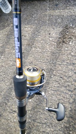 今日はツバスからサバの永遠ループ