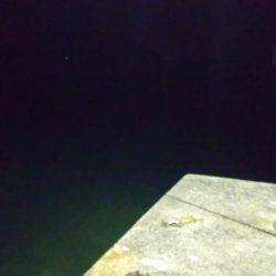 ヤリイカエギング