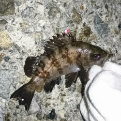 そろそろ厳しいか